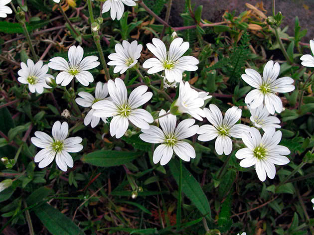 Ясколка уральская (Cerastium uralense)