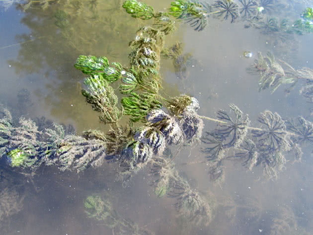 Роголистник погружённый (Ceratophyllum demersum)