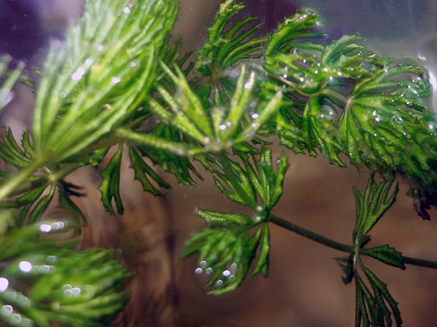 Роголистник полупогружённый (Ceratophyllum submersum)