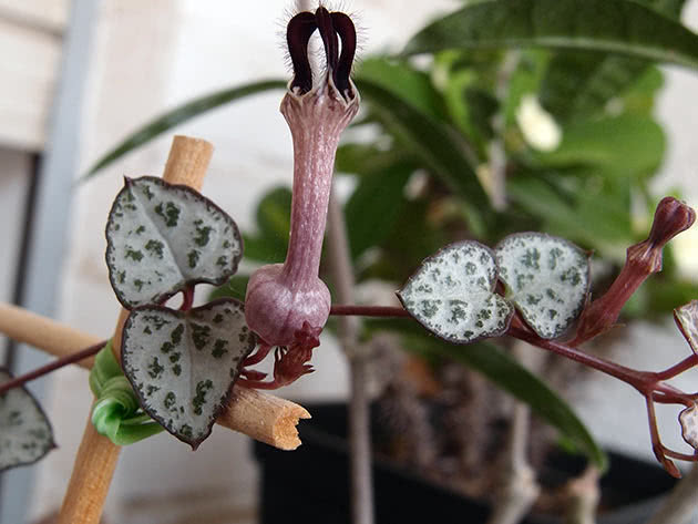 Церопегия Вуда (Ceropegia woodii)