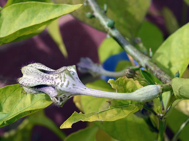 Церопегия стапелиевидная (Ceropegia stapeliiformis)