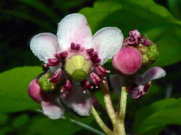 Зимолюбка зонтичная (Chimaphila umbellata)