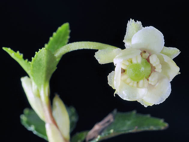 Зимолюбка японская (Chimaphila japonica)