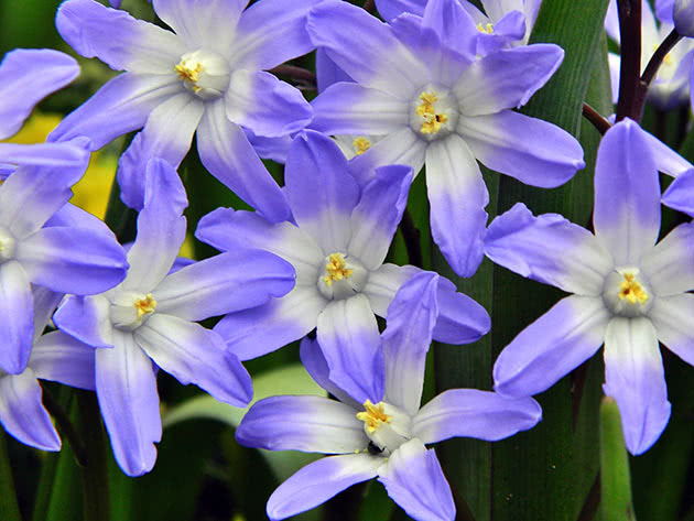 Хионодокса Форбса (Chionodoxa forbesii)