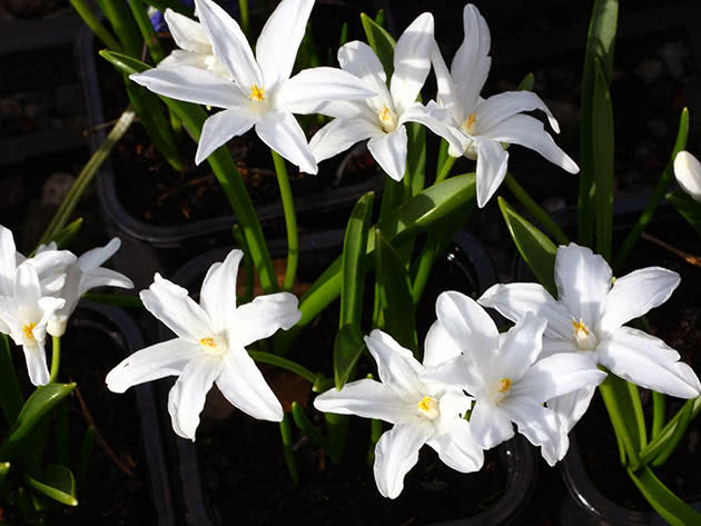 Хионодокса Люцилии (Chionodoxa luciliae)