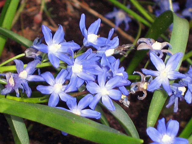 Хионодокса сардинская (Chionodoxa sardensis)