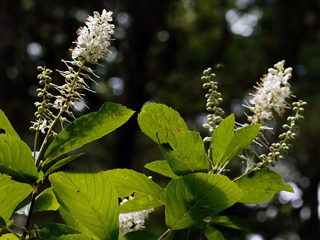 Клетра ольхолистная (Clethra alnifolia)