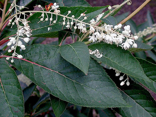 Клетра бородчатожилковая (Clethra barbinervis)