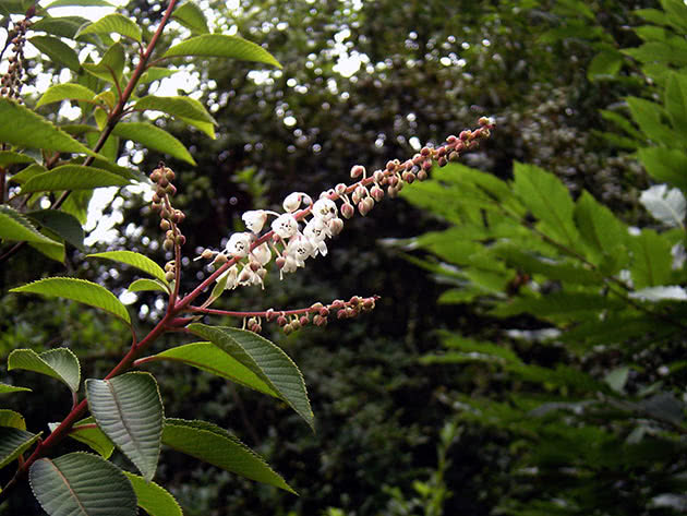 Клетра Делавая (Clethra delavayi)