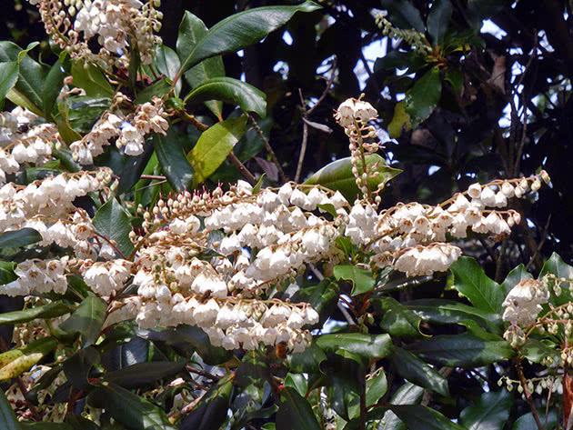 Клетра древовидная (Clethra arborea)