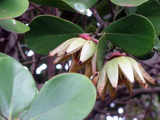 Клузия большая (Clusia major)