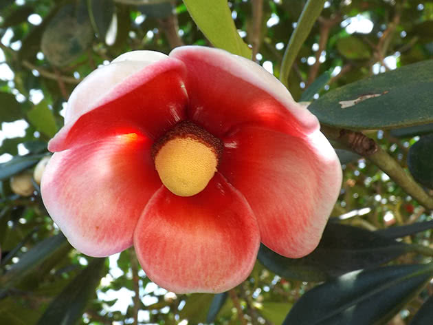 Клузия ланцетная (Clusia lanceolata)