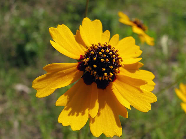 Кореопсис Друммонда (Coreopsis drummondii = Coreopsis basalis)