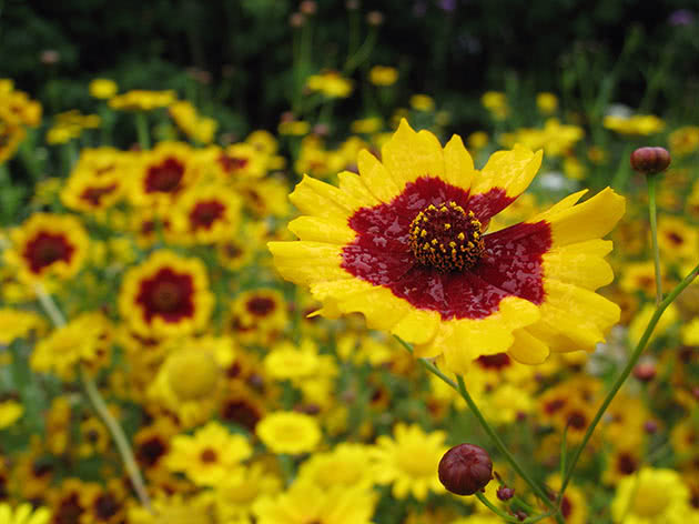 Кореопсис красильный (Coreopsis tinctoria)