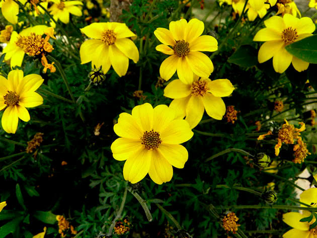 Кореопсис ферулелистный (Bidens ferulifolia = Coreopsis ferulifolia)