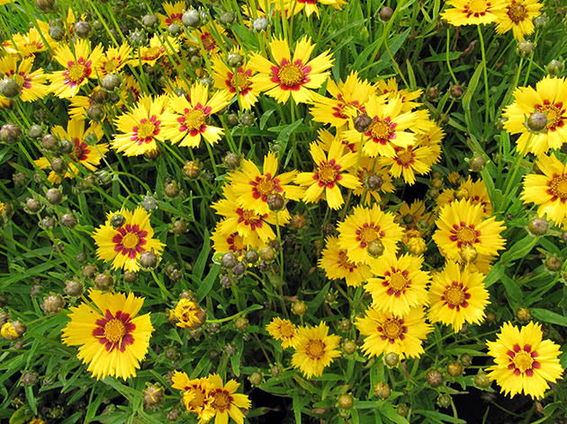 Кореопсис крупноцветковый (Coreopsis grandiflora)