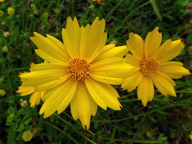 Кореопсис ланцетовидный (Coreopsis lanceolata)