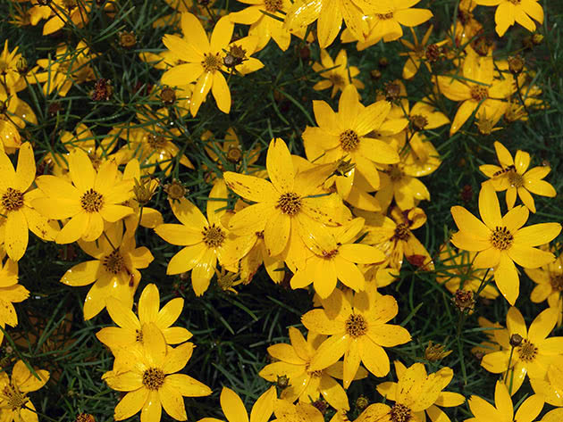 Кореопсис мутовчатый (Coreopsis verticillata)