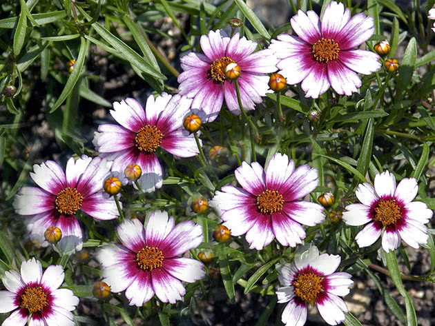 Кореопсис розовый (Coreopsis rosea)