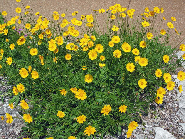 Кореопсис ушковидный (Coreopsis auriculata)