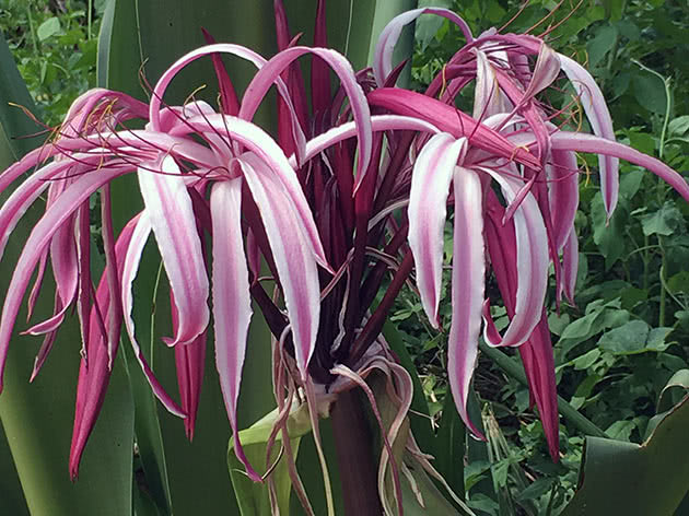 Кринум азиатский (Crinum asiaticum)