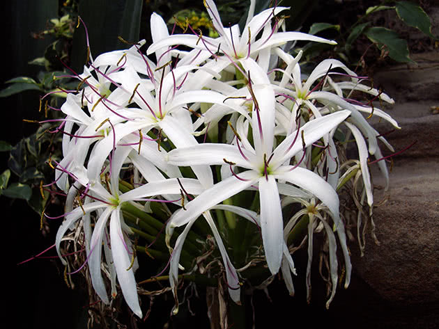 Кринум большой (Crinum giganteum)