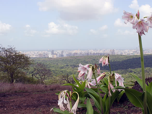 Кринум широколистный (Crinum latifolium)