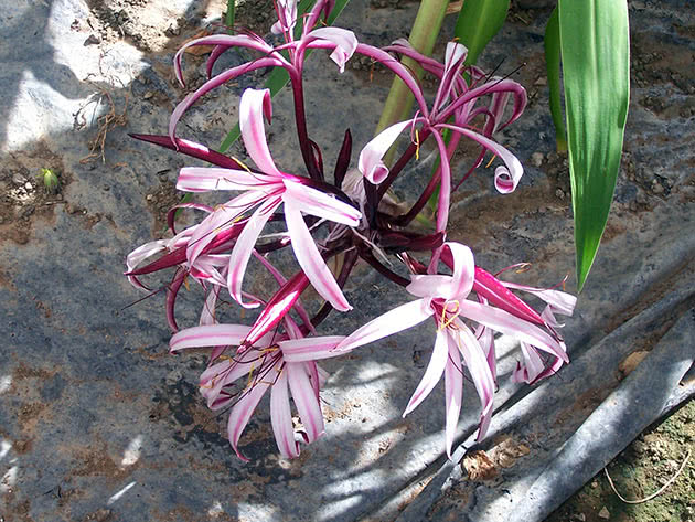 Кринум величественный (Crinum augustum)