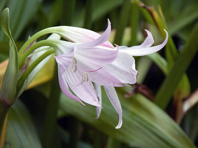 Кринум Мура (Crinum moorei)