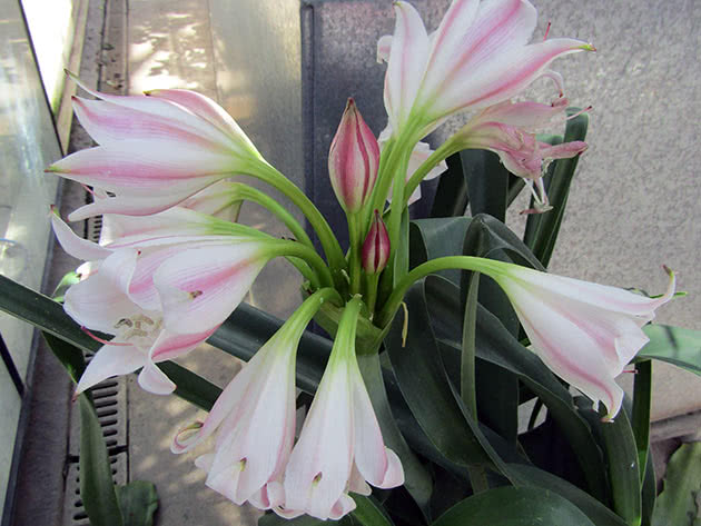 Кринум Макована (Crinum macowanii)