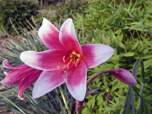 Кринум колокольчатый (Crinum campanulatum)