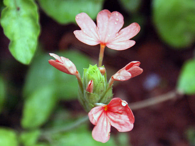 Кроссандра воронковидная (Crossandra infundibuliformis)