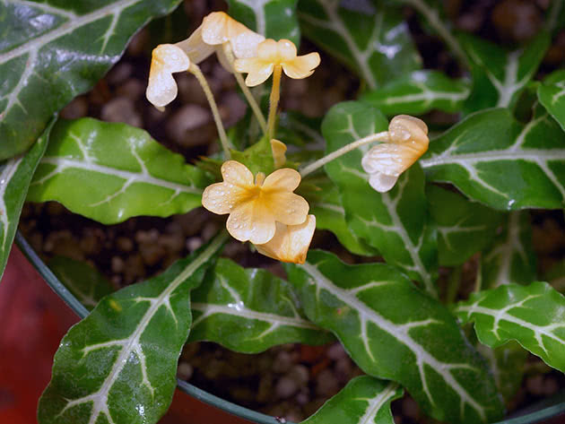 Кроссандра колючая (Crossandra pungens)