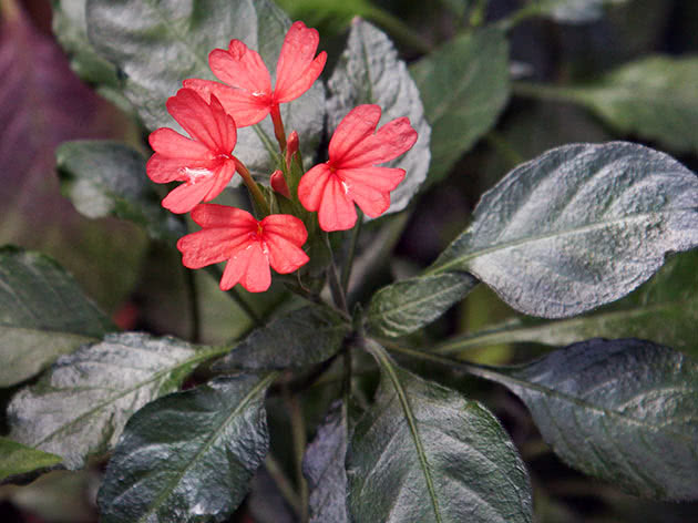 Кроссандра красная (Crossandra nilotica)