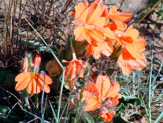 Кроссандра стеблевая (Crossandra subacaulis)