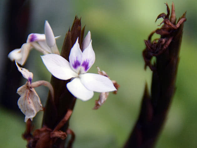 Кроссандра гвинейская (Crossandra guineensis)