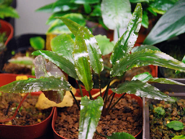 криптокорина Валкера (Cryptocoryne walkeri)