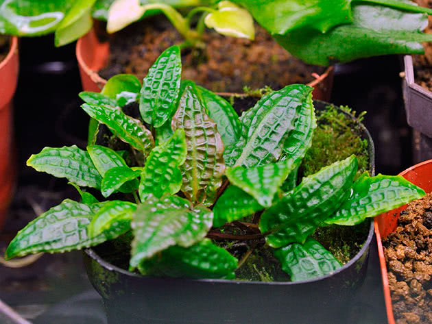 Криптокорина родственная (Cryptocoryne affinis)