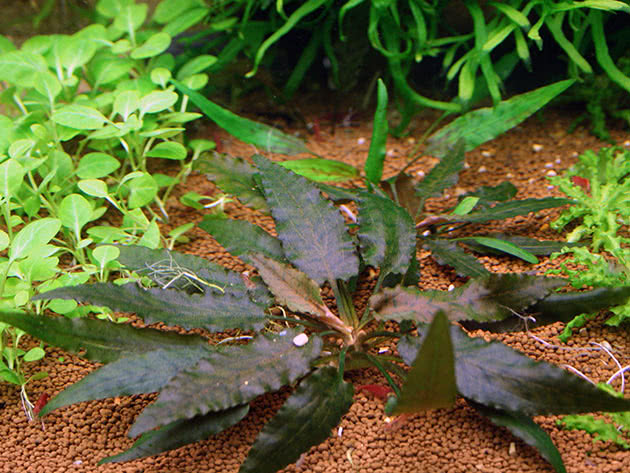 Криптокорина Беккета (Cryptocoryne beckettii)