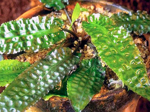 Криптокорина Гудоро (Cryptocoryne hudoroi)