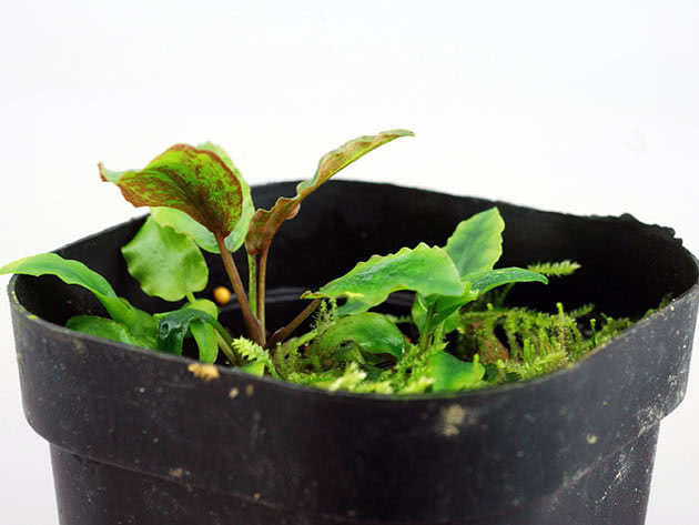Криптокорина Нура (Cryptocoryne nurii)