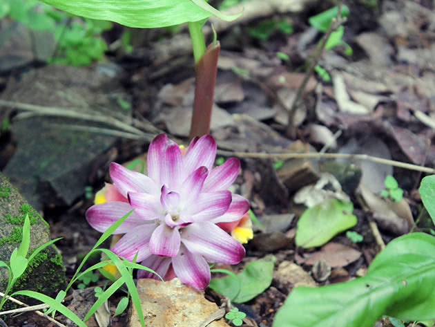 Куркума ароматная (Curcuma aromatica)
