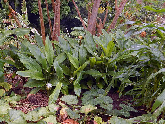 Куркума длинная (Curcuma longa)