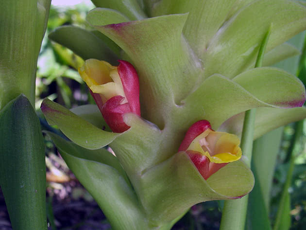 Куркума цедоария (Curcuma zedoaria)