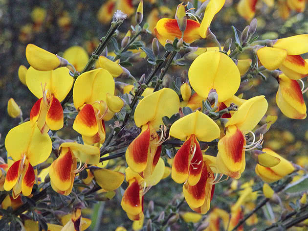 Ракитник венечный (Cytisus scoparius)