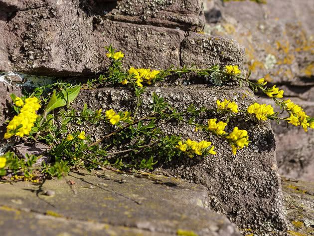 Ракитник стелющийся (Cytisus decumbens)