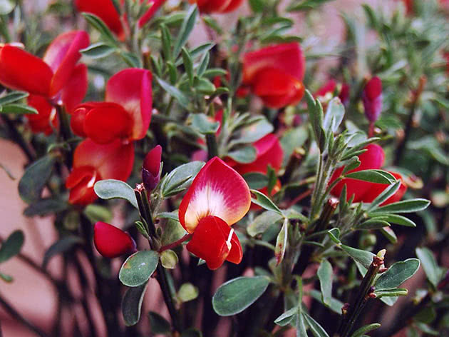 Ракитник ранний (Cytisus praecox)