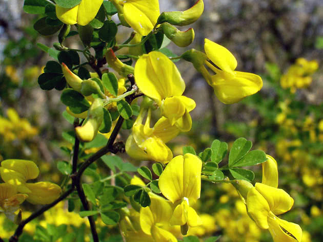 Ракитник сидячелистный (Cytisus sessilifolius)