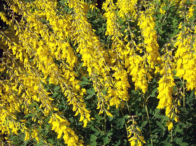Ракитник чернеющий (Cytisus nigricans = Lembotropis nigricans)