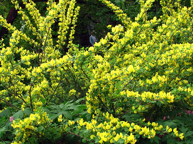 Ракитник русский (Chamaecytisus ruthenicus = Cytisus ruthenicus)